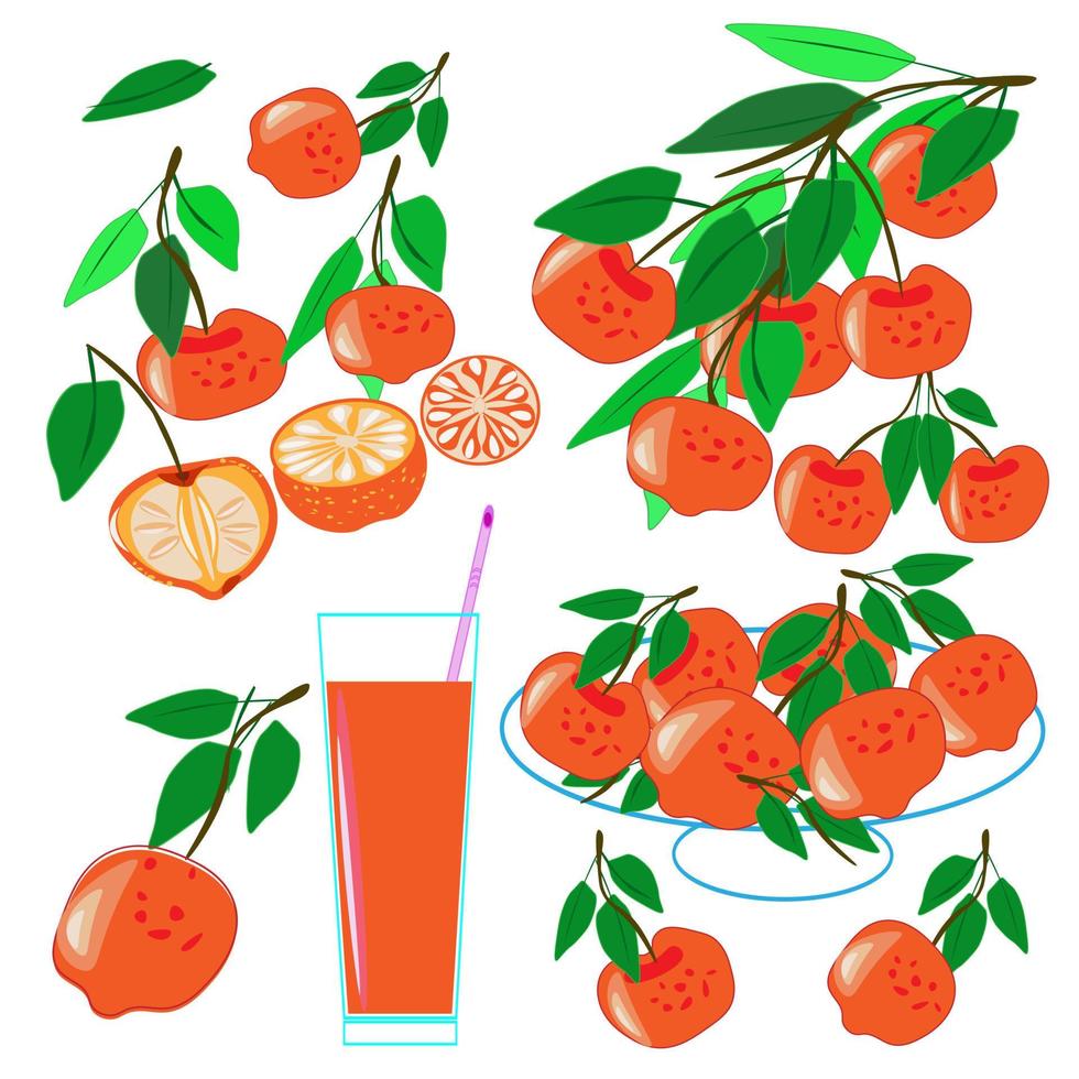 Fresh tropical fruits.A variety of fresh fruits and juices. Vector illustration of the vegetarian menu.