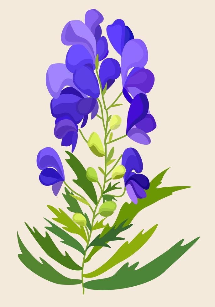 Vector isolated illustration of blue aconite.