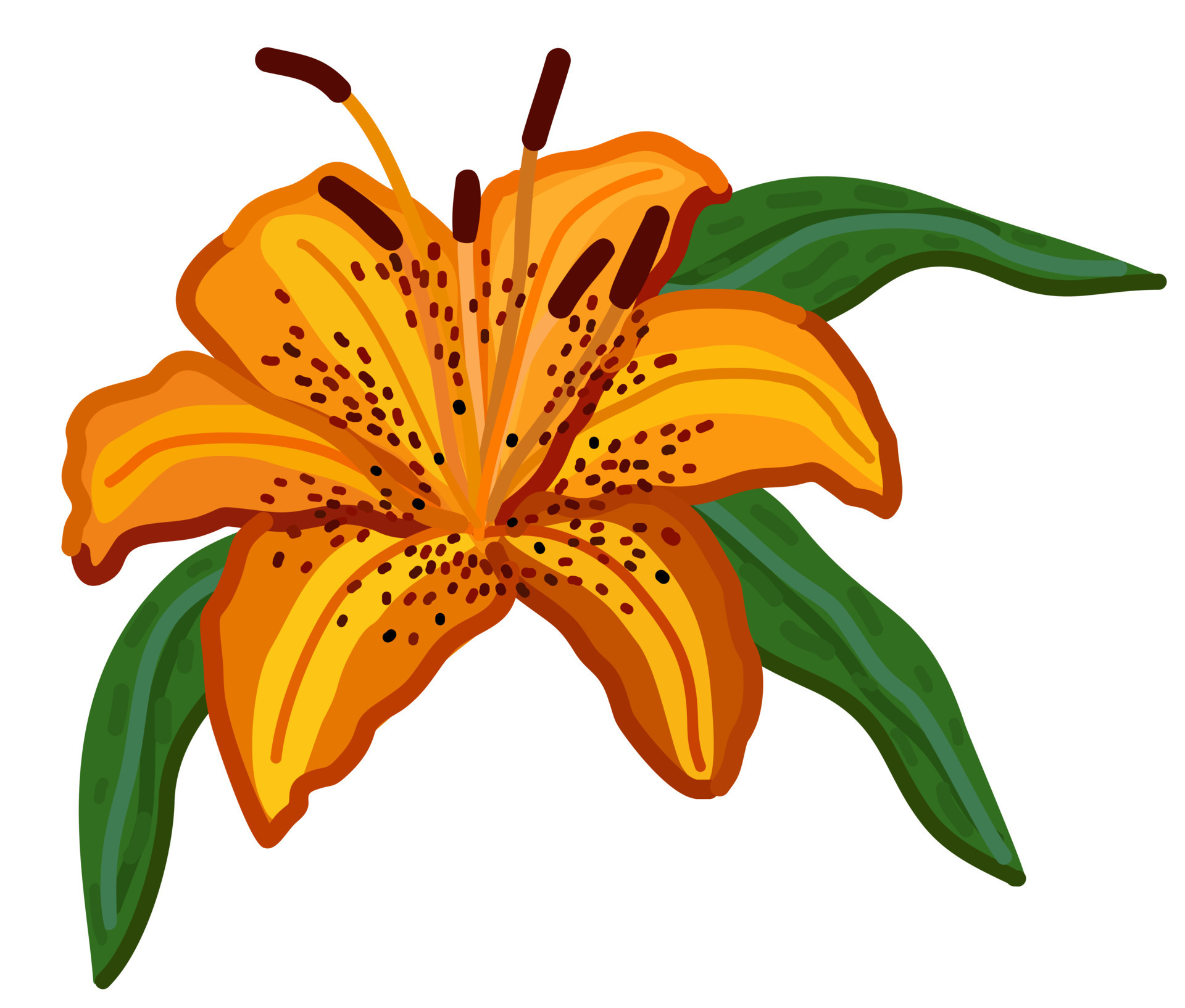 Vector isolated illustration of tiger lily flower. 21673290 Vector Art