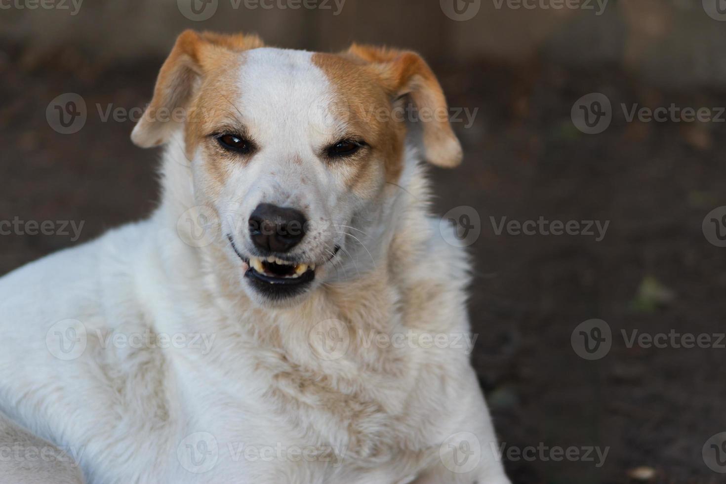 perro gruñendo y demostración dientes agresivamente foto