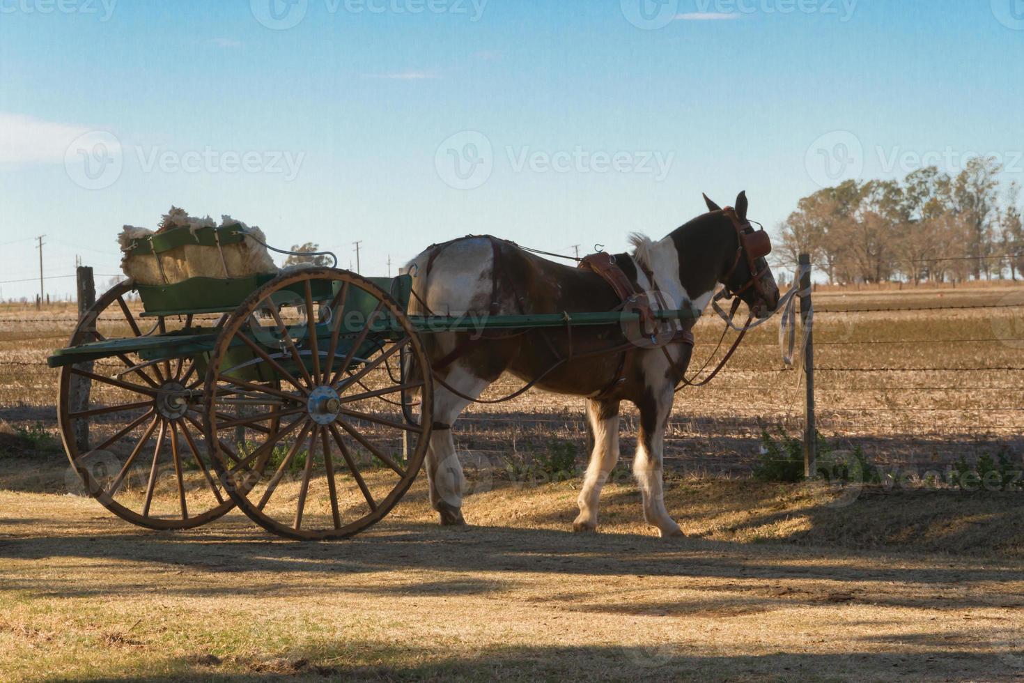 horse with sulky in the pampa argentina photo