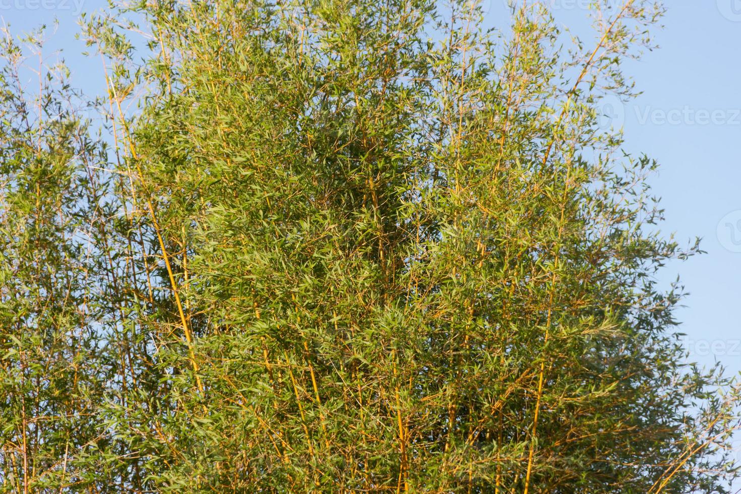 bambu cane on the banks of the river in the city of federation province of entre rios argentina photo