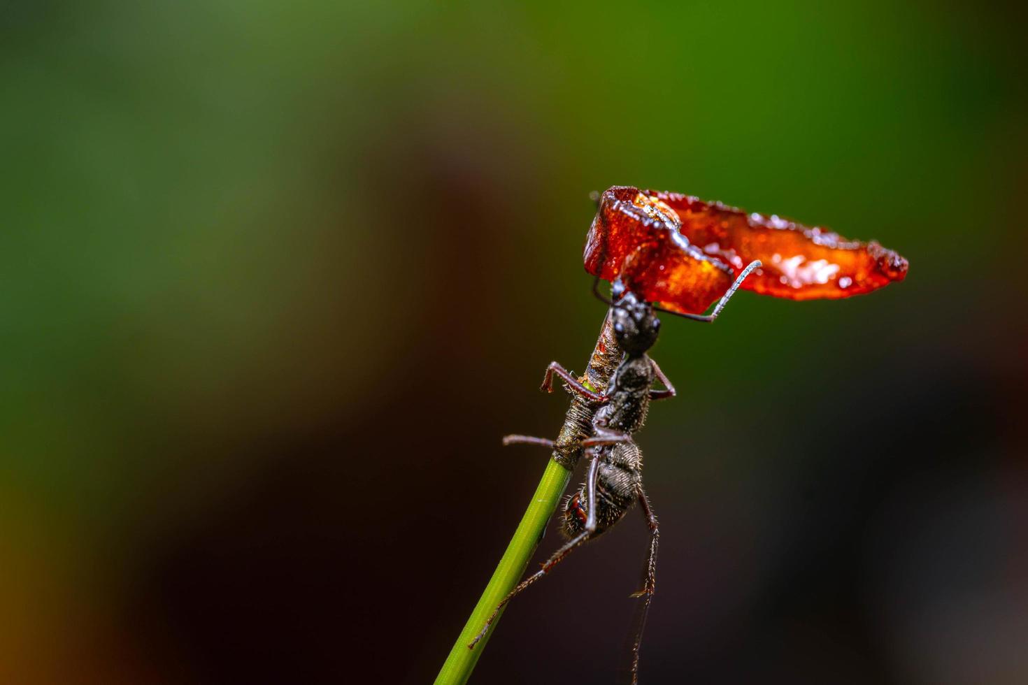 a black ant hanging to eat photo