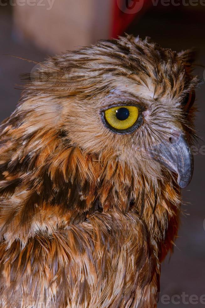 eagle owl face expression with big eyes photo