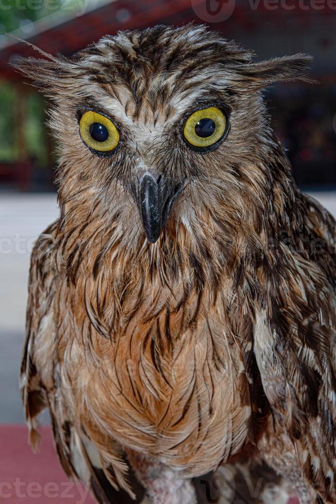 eagle owl face expression with big eyes photo