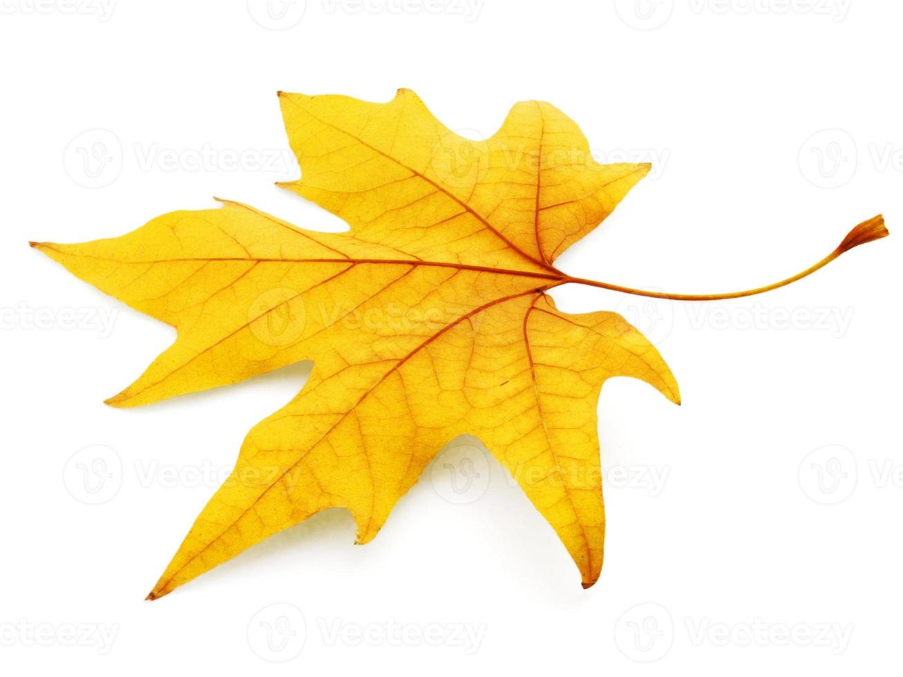 maple leaf isolated on white photo