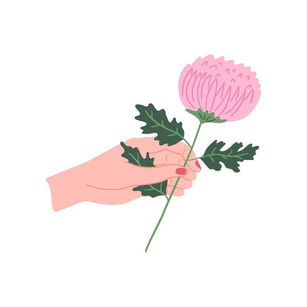 Cartoon Female Hand Holding Pink Chrysanthemum. Vector