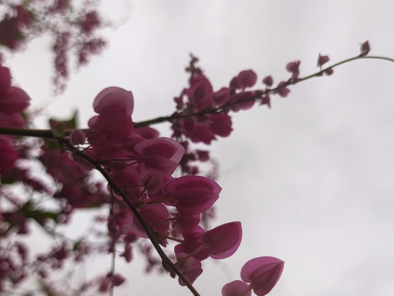 A close up Antigonon leptopus flower photo
