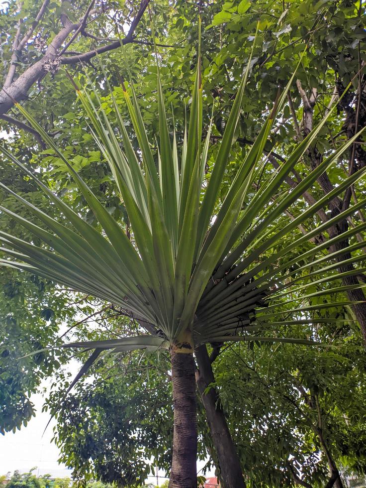 un cerca arriba de pandanus utilis hojas foto