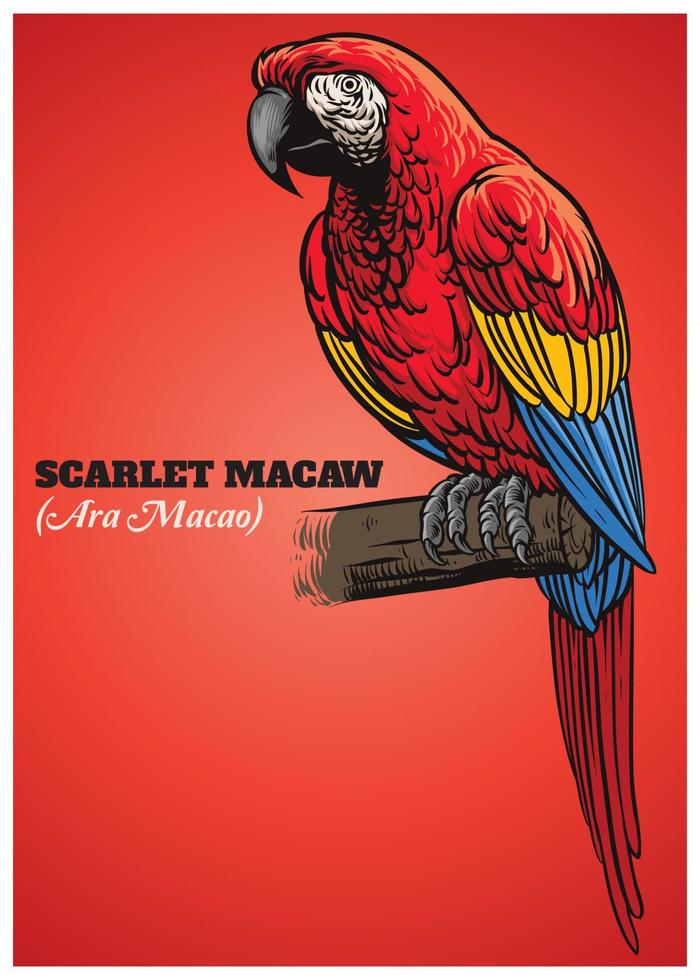 Scarlet Macaw Parrot bird vector