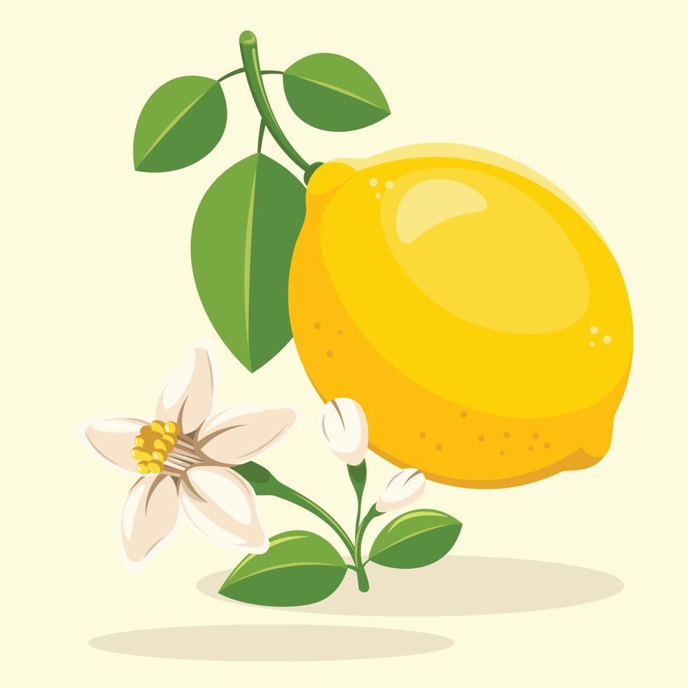Lemon and Lemon Flower with Leaves Vector Illustration. Fresh Yellow Lime Flat Design