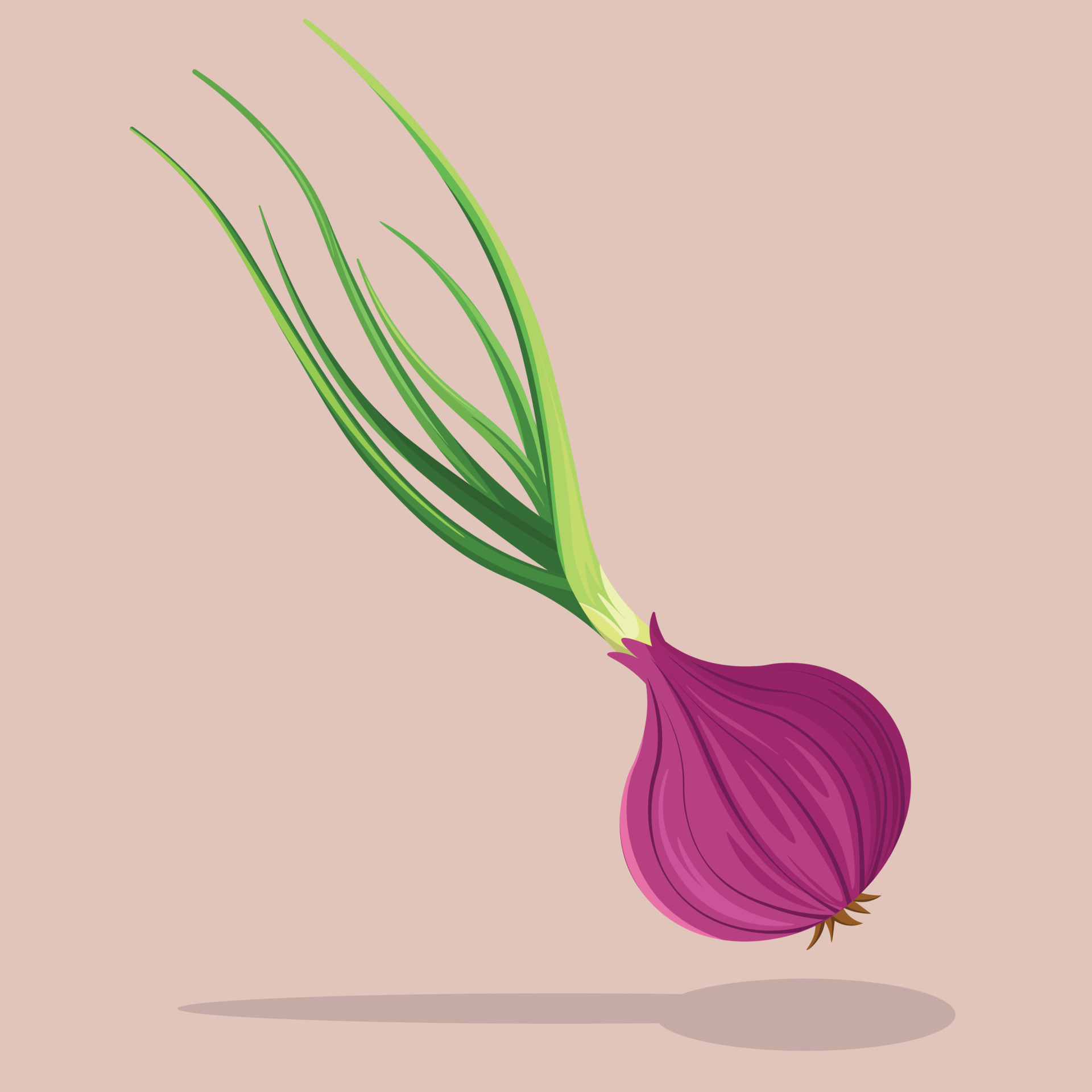 Red Onion with Green Leaves Vector Illustration. Spring Onion
