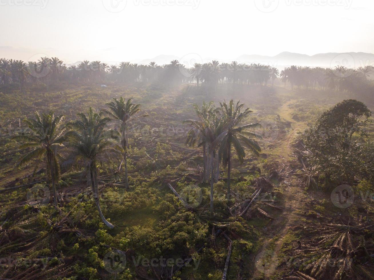 Aerial view land clear at oil palm estate photo