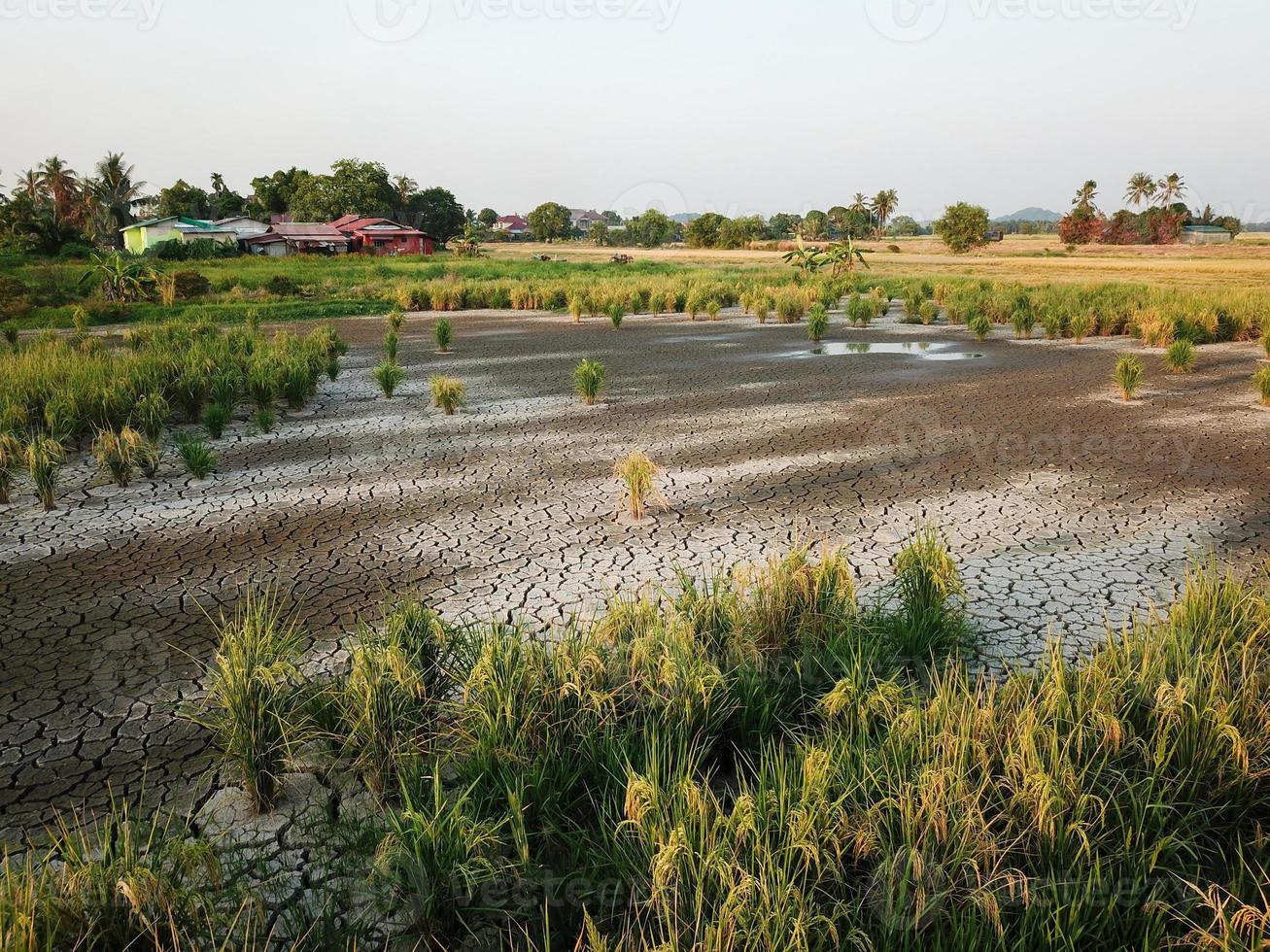 Dry land at paddy field photo