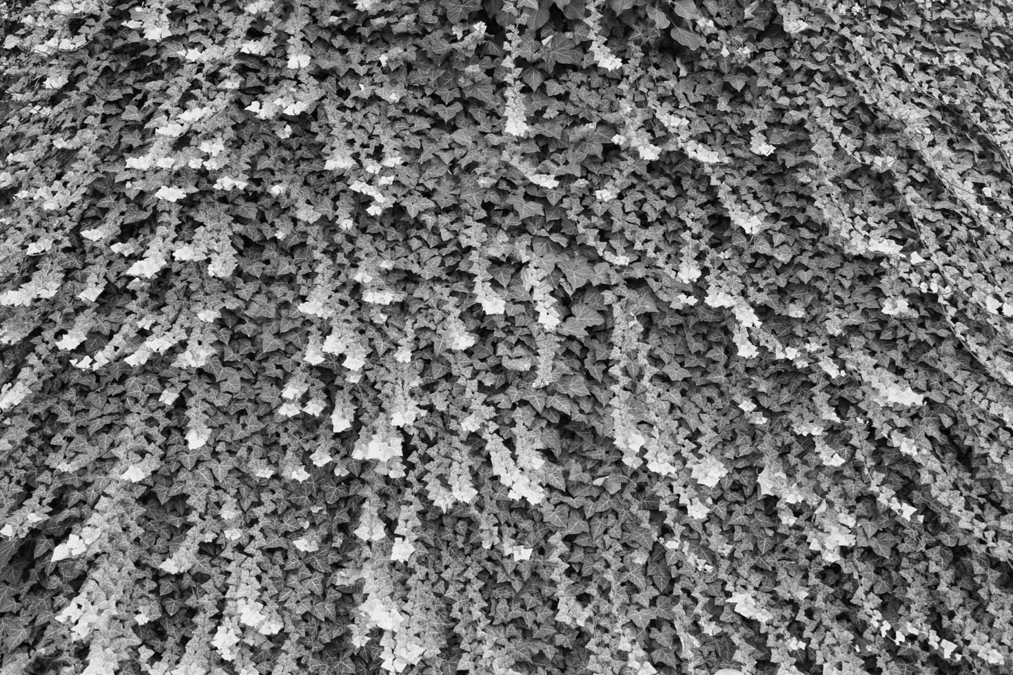 ivy plant background in black and white photo
