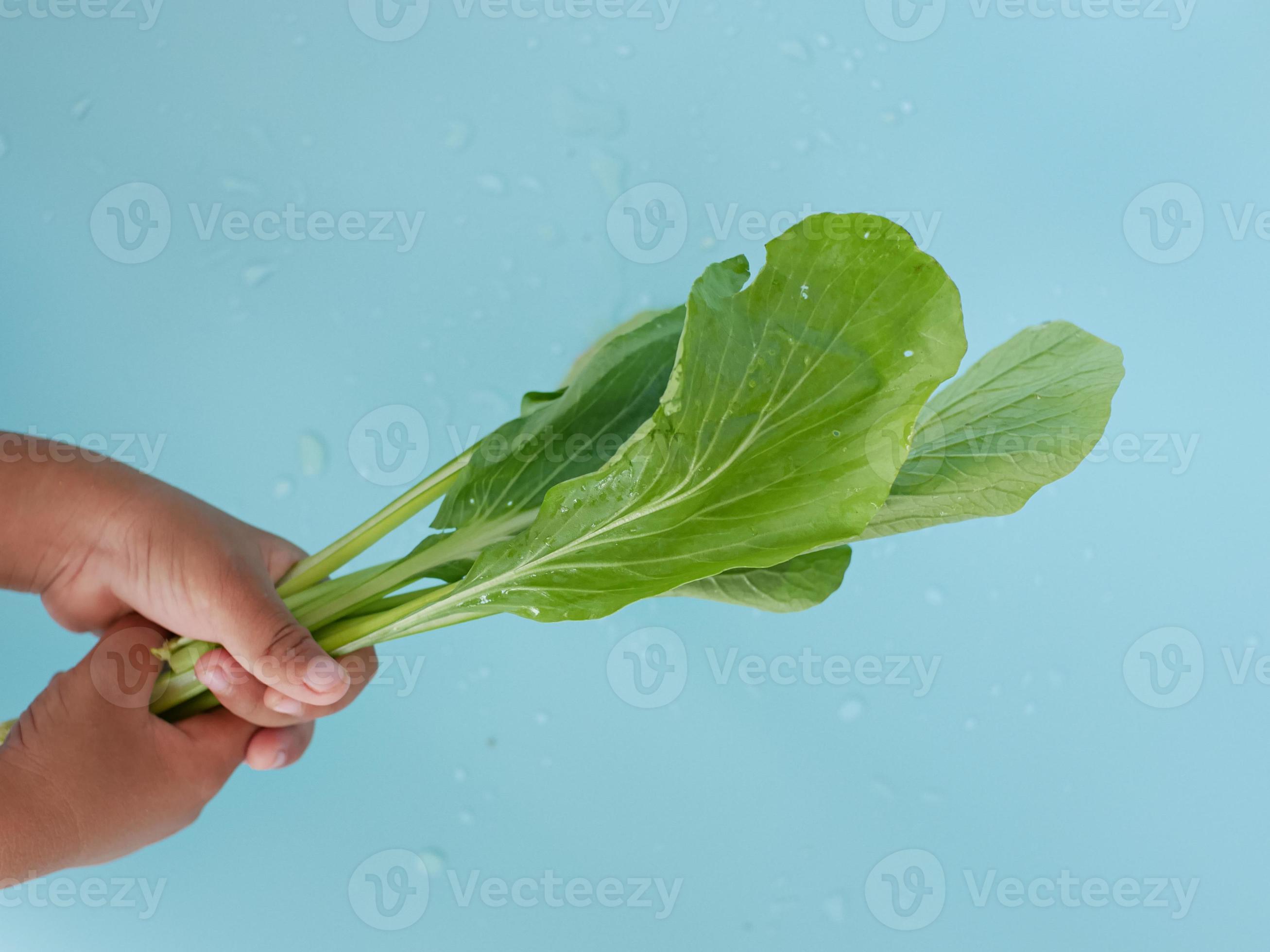 hand holding Choy sum. green leafy vegetable commonly used in Chinese