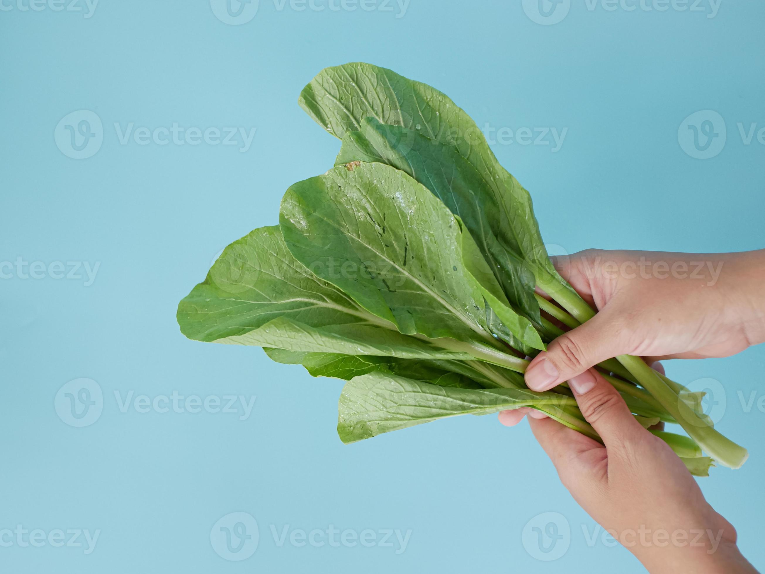 hand holding Choy sum. green leafy vegetable commonly used in Chinese