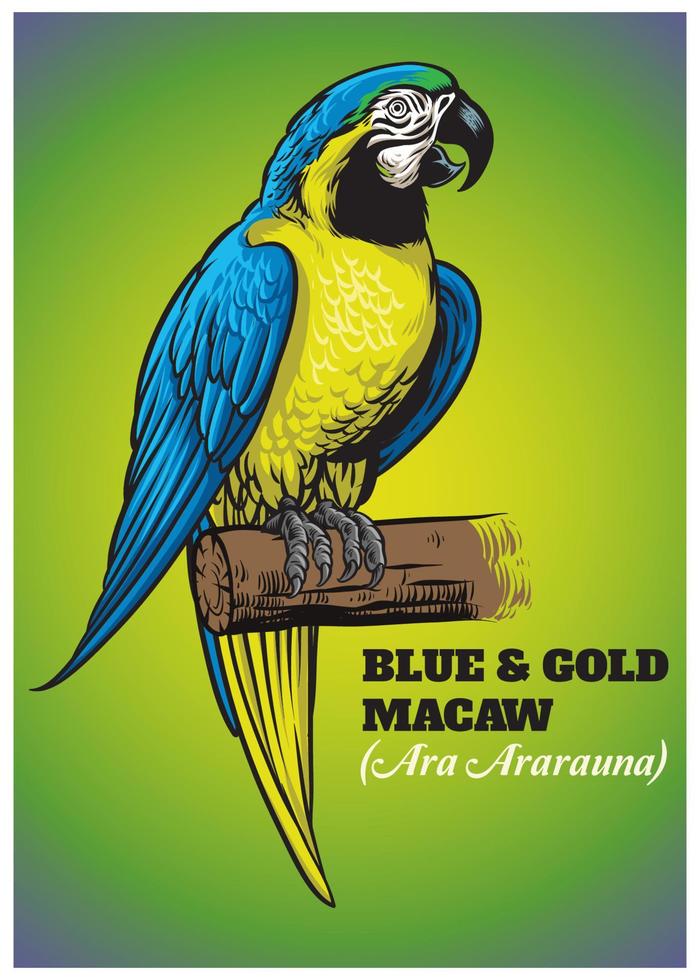 mano dibujo de azul y oro guacamayo pájaro vector