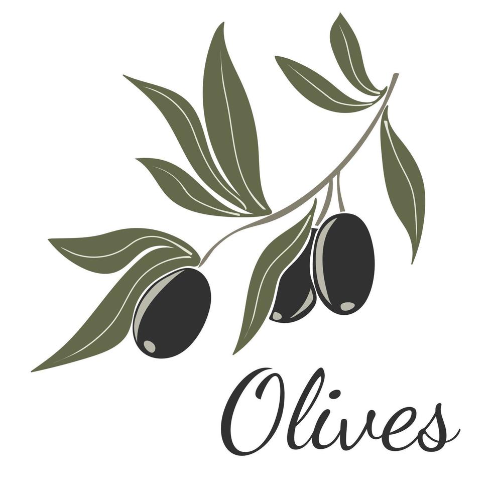 Black olives on branches with leaves vector