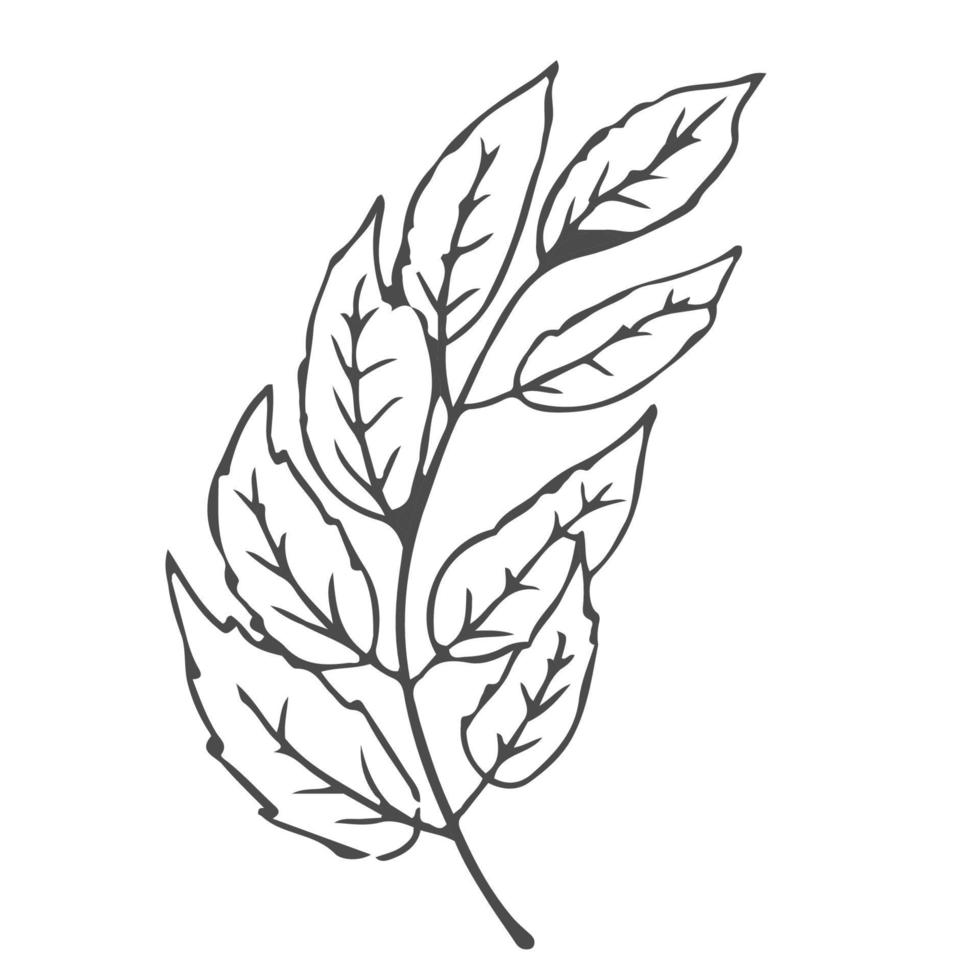 garabatear mano dibujado hojas, follaje, linda elegante estético planta aislado en blanco antecedentes. borde, diseño elemento, incompleto dibujo. vector ilustración