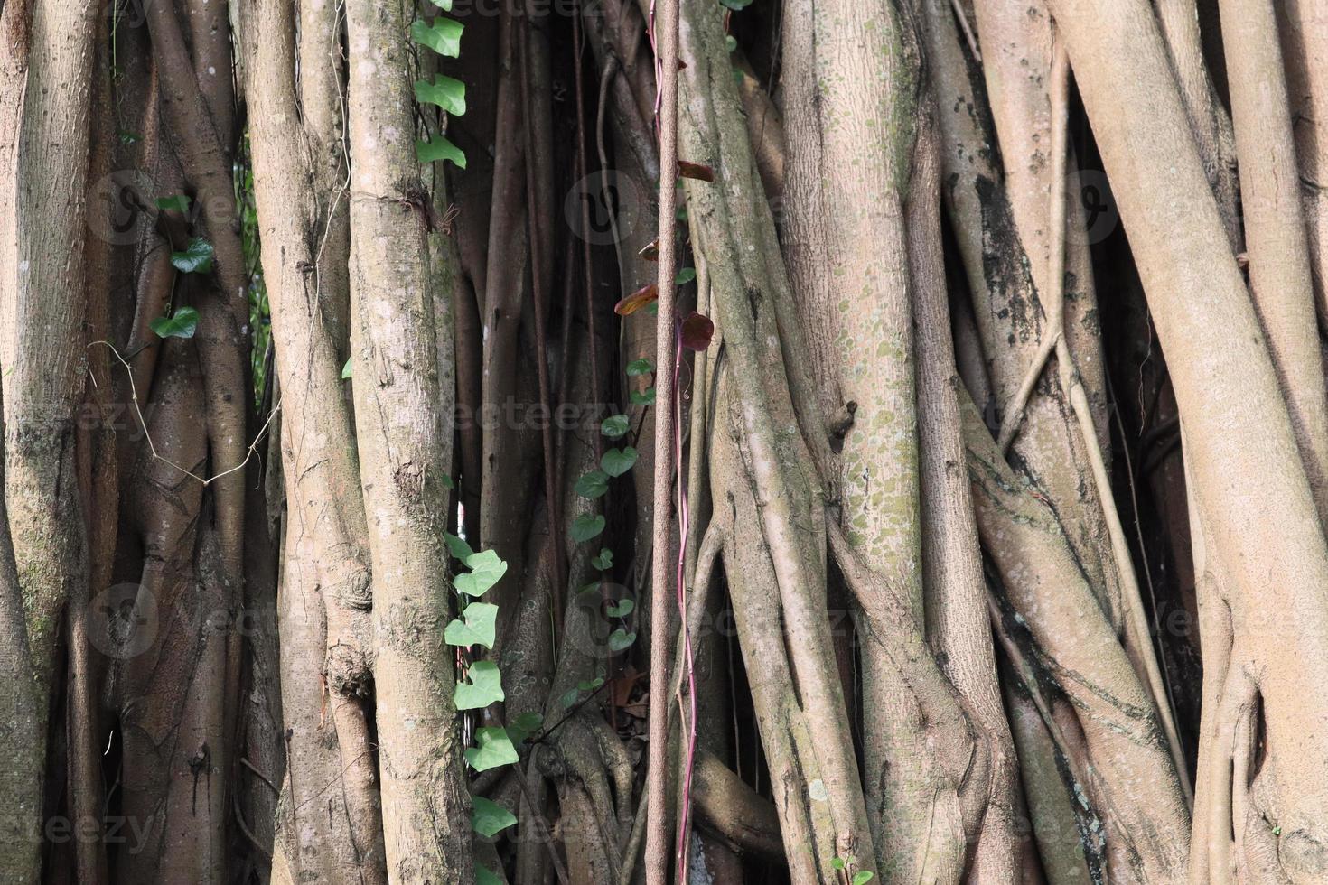 Artistic banyan root makes many branches photo