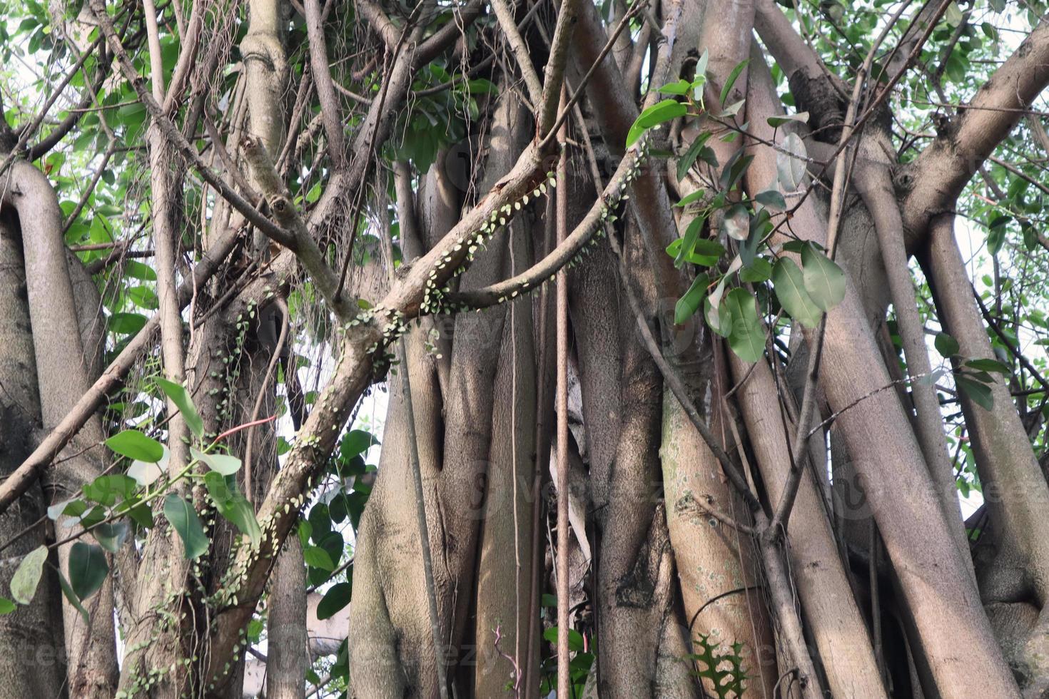 Artistic banyan root makes many branches photo