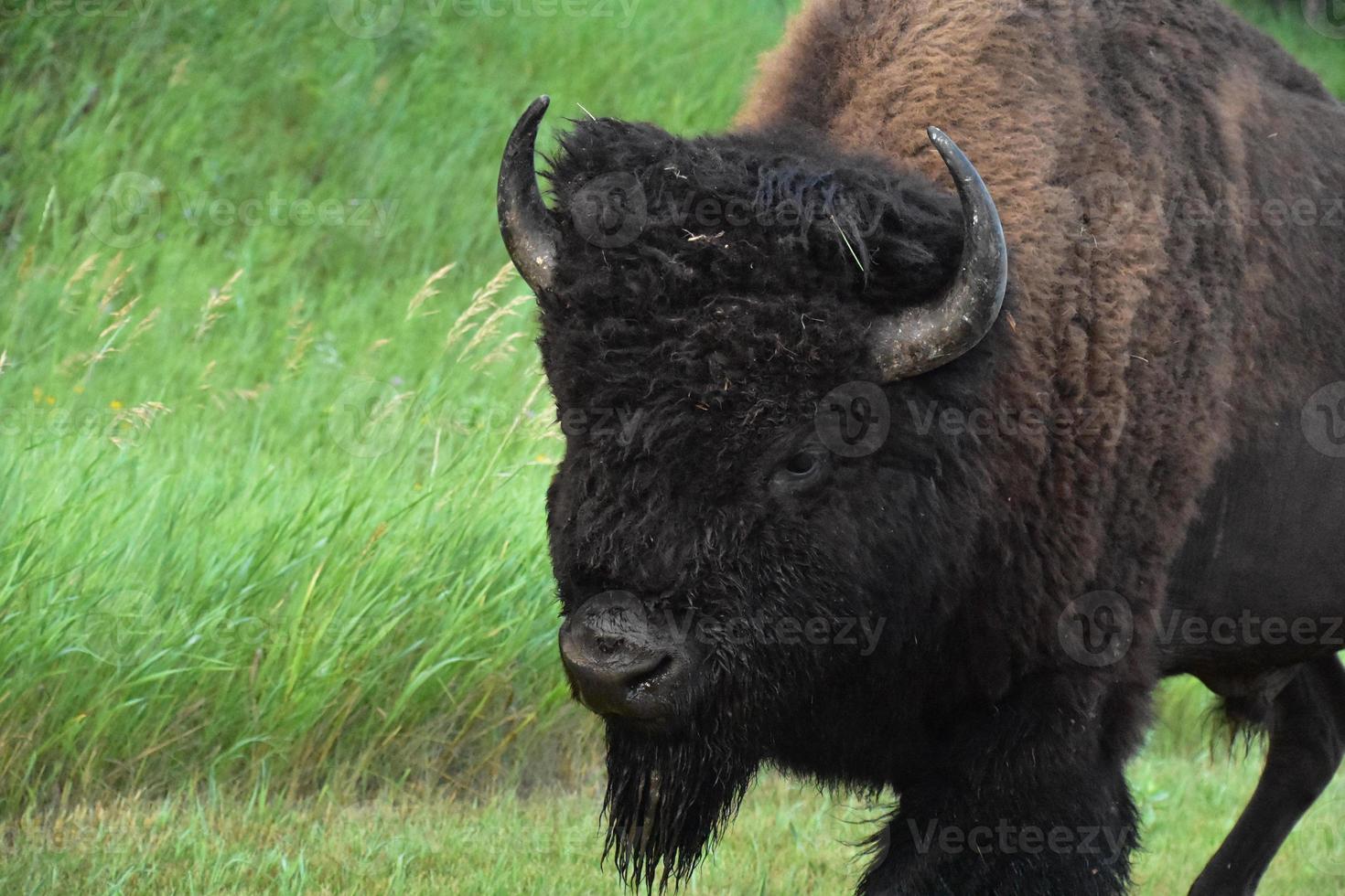Amazing Side Profile of an American Bison photo