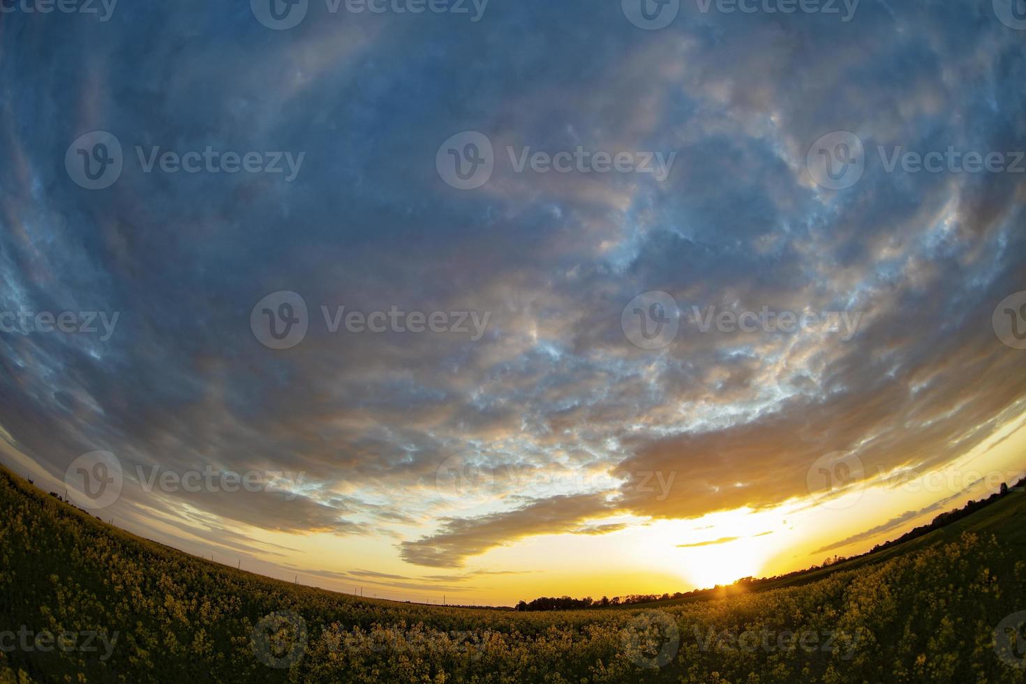 Rapeseed field and sunset sky captured with a fisheye lens photo