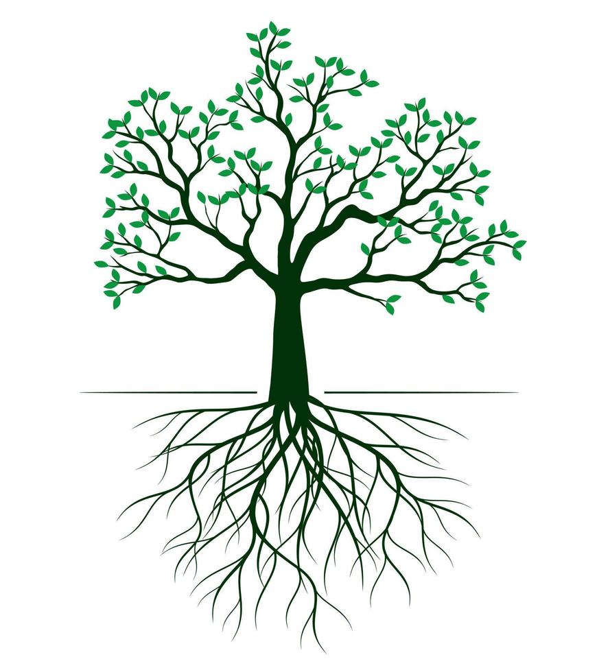 Shape of green Tree with Leaves and Roots. Vector outline Illustration.