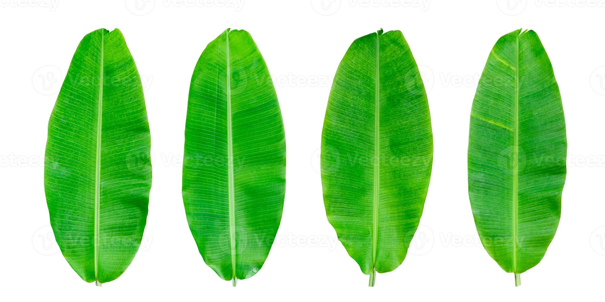 Set of green banana leaf isolated on white background. with clipping path photo