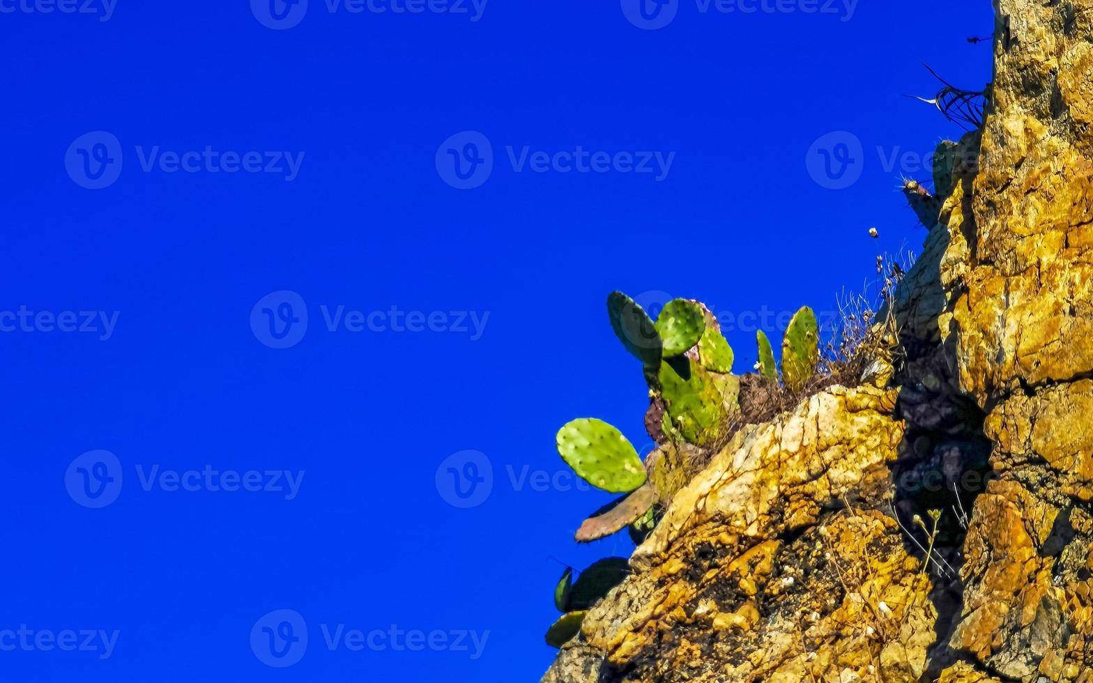 Rocks cliffs overgrown with nature plants trees bushes flowers cacti. photo