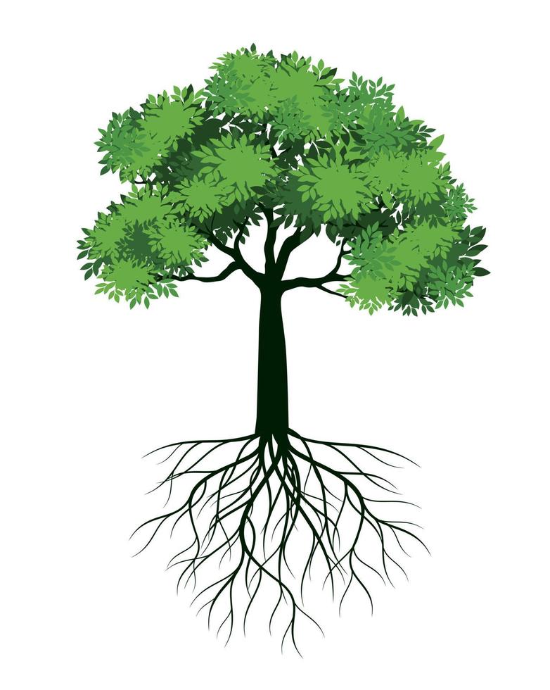 FRESH Green Tree with Leaves and Roots. Vector outline Illustration. Plant in Garden.