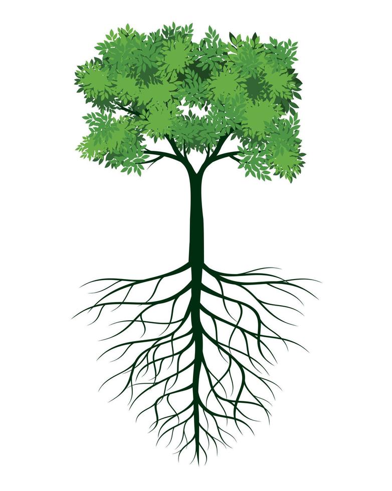 Fresco verde árbol con hojas y raíces. vector contorno ilustración. planta en jardín.