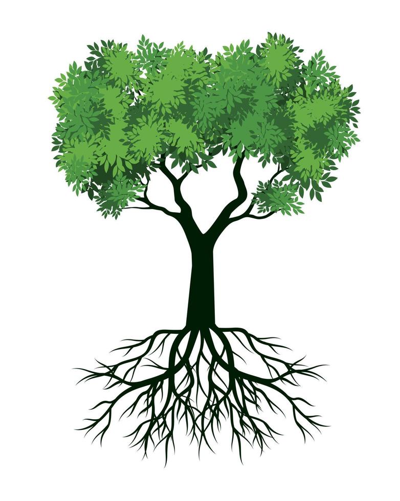 FRESH Green Tree with Leaves and Roots. Vector outline Illustration. Plant in Garden.