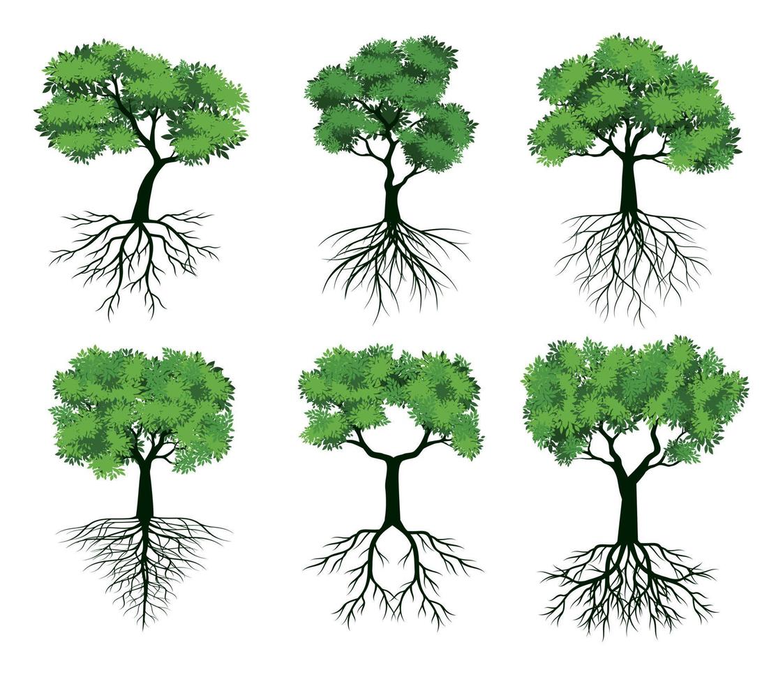 Set of GREEN Tree with Roots. Vector outline Illustration. Plant in Garden.