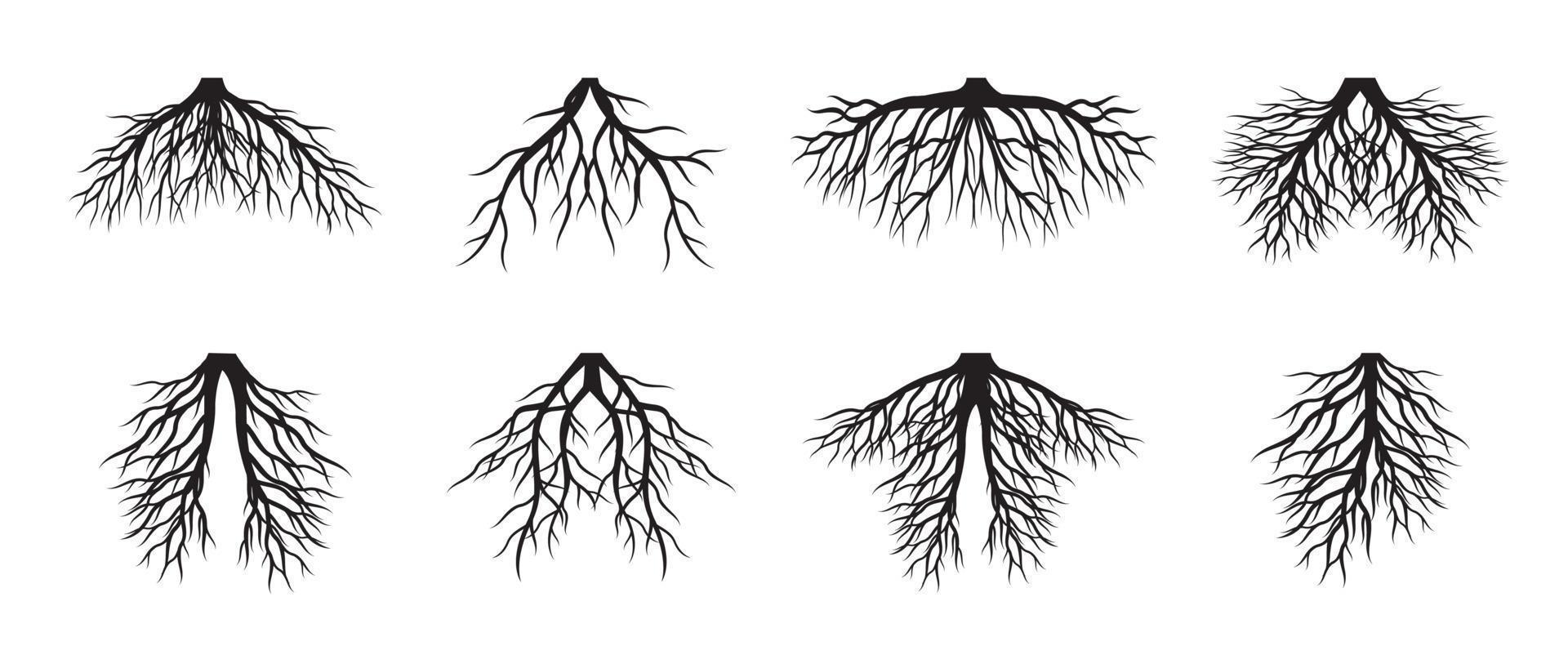 Set of Tree Roots. Vector outline Illustration. Plant in Garden.