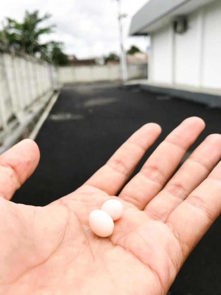 bird egg on hand photo