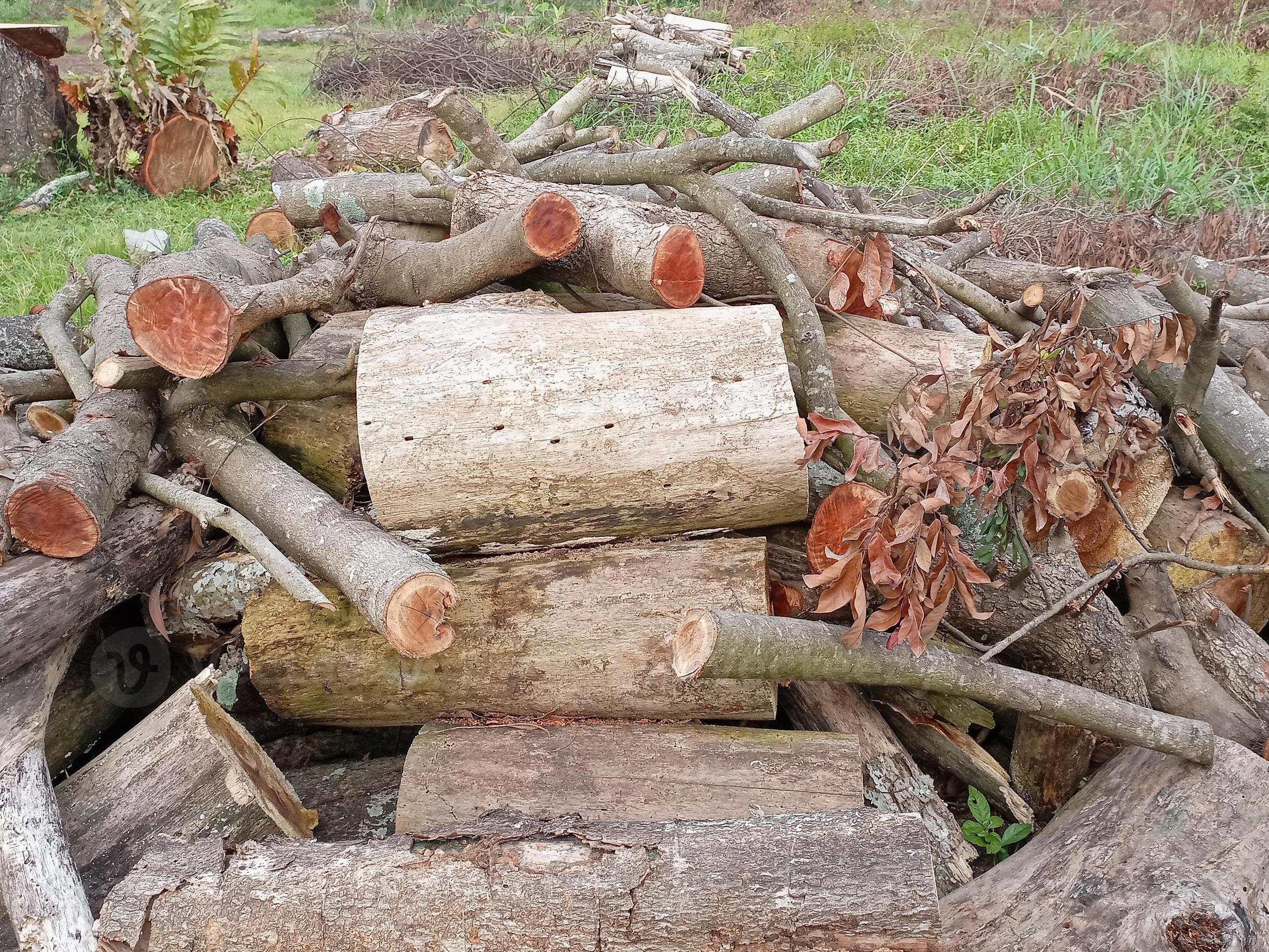 Close up of Mahogany trees have been cut down 21686304 Stock Photo at