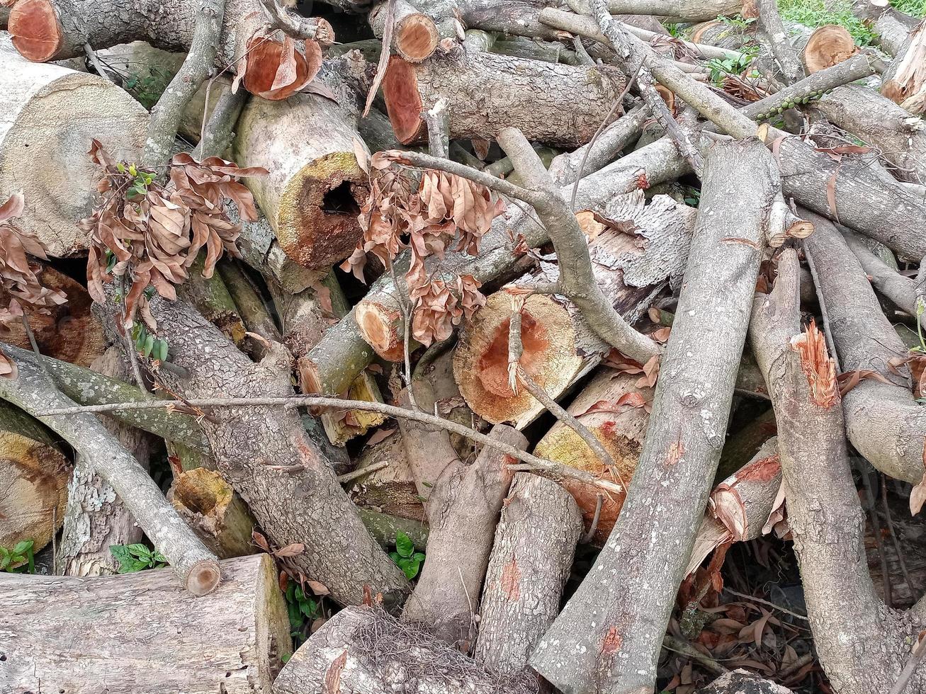 Close up of Mahogany trees have been cut down 21686311 Stock Photo at