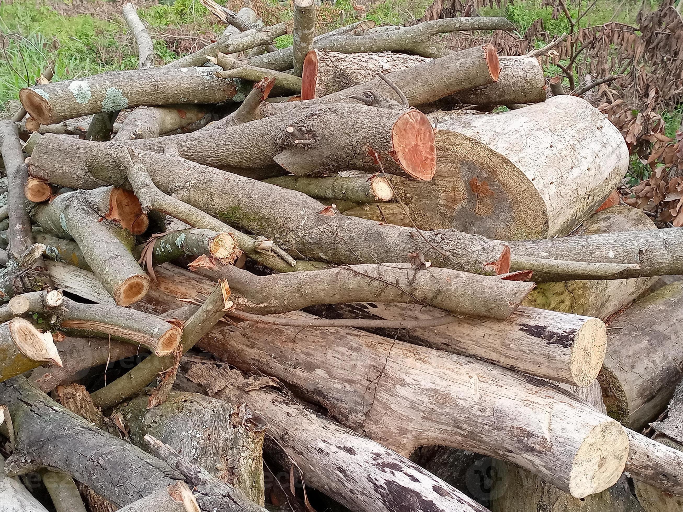 Close up of Mahogany trees have been cut down 21686315 Stock Photo at