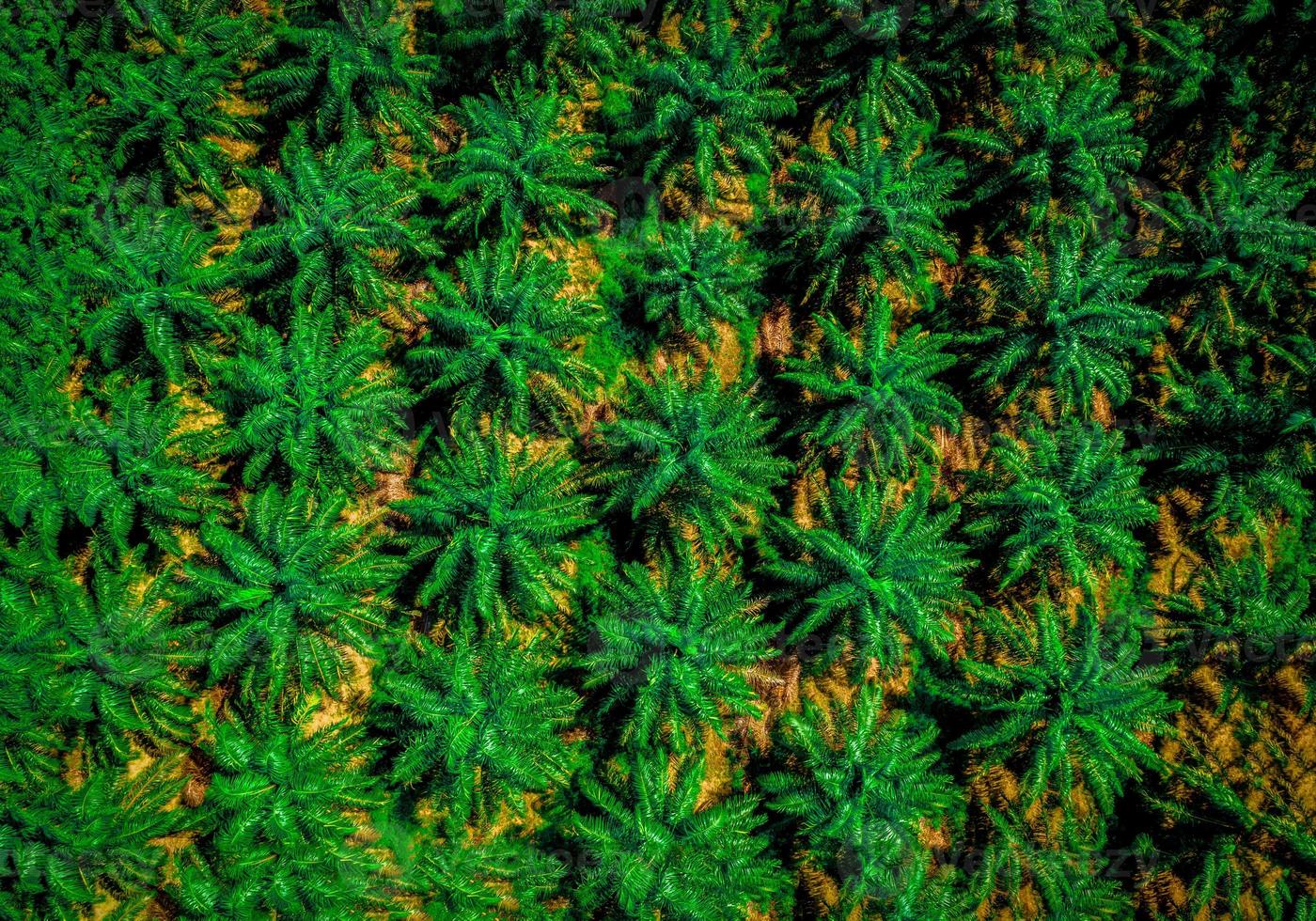 Aerial view of a palm oil industrial tree plantation pattern photo