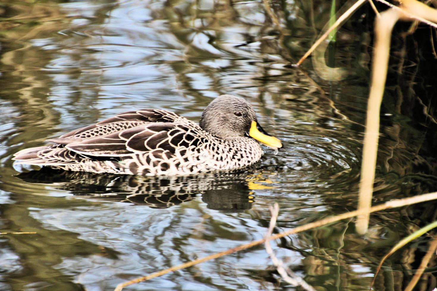 un primer plano de un pato de pico amarillo foto