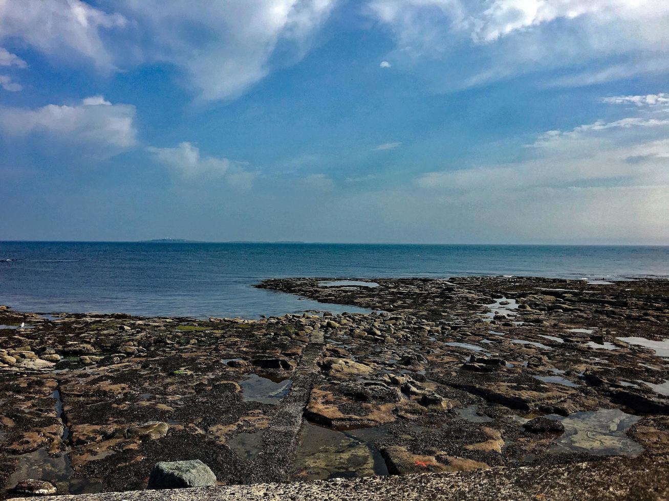 A view of Birds on Farne Islands photo