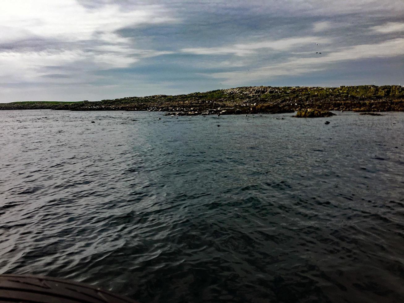 un ver de aves en farne islas foto