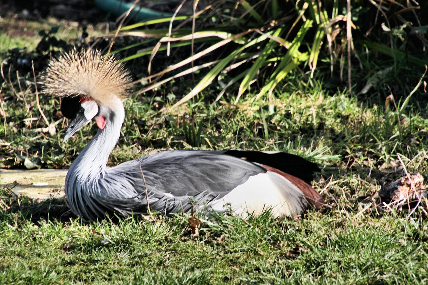 A view of a Crowned Crane photo