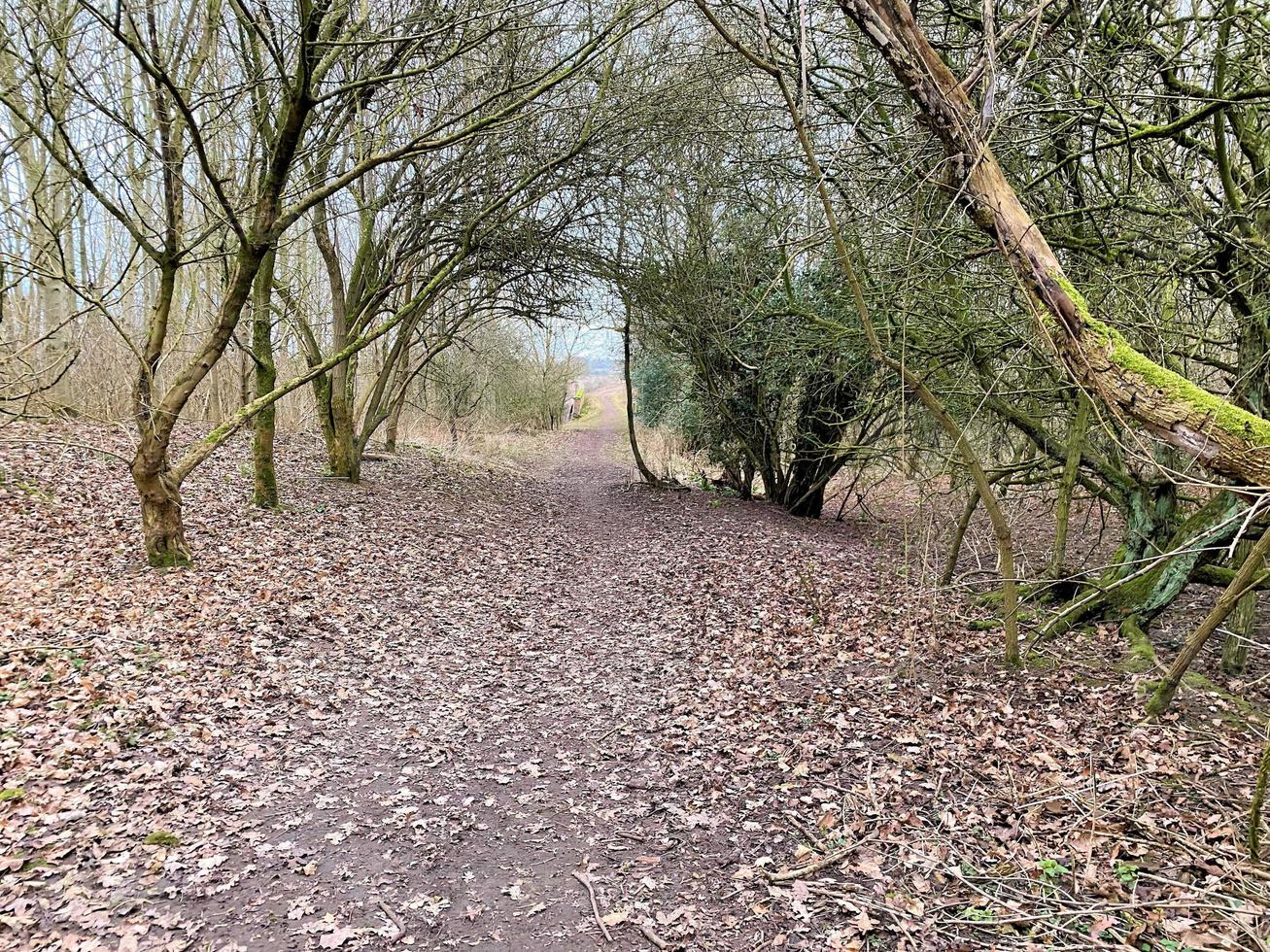 A view of Greenfields Nature Reserve in Whitchurch photo