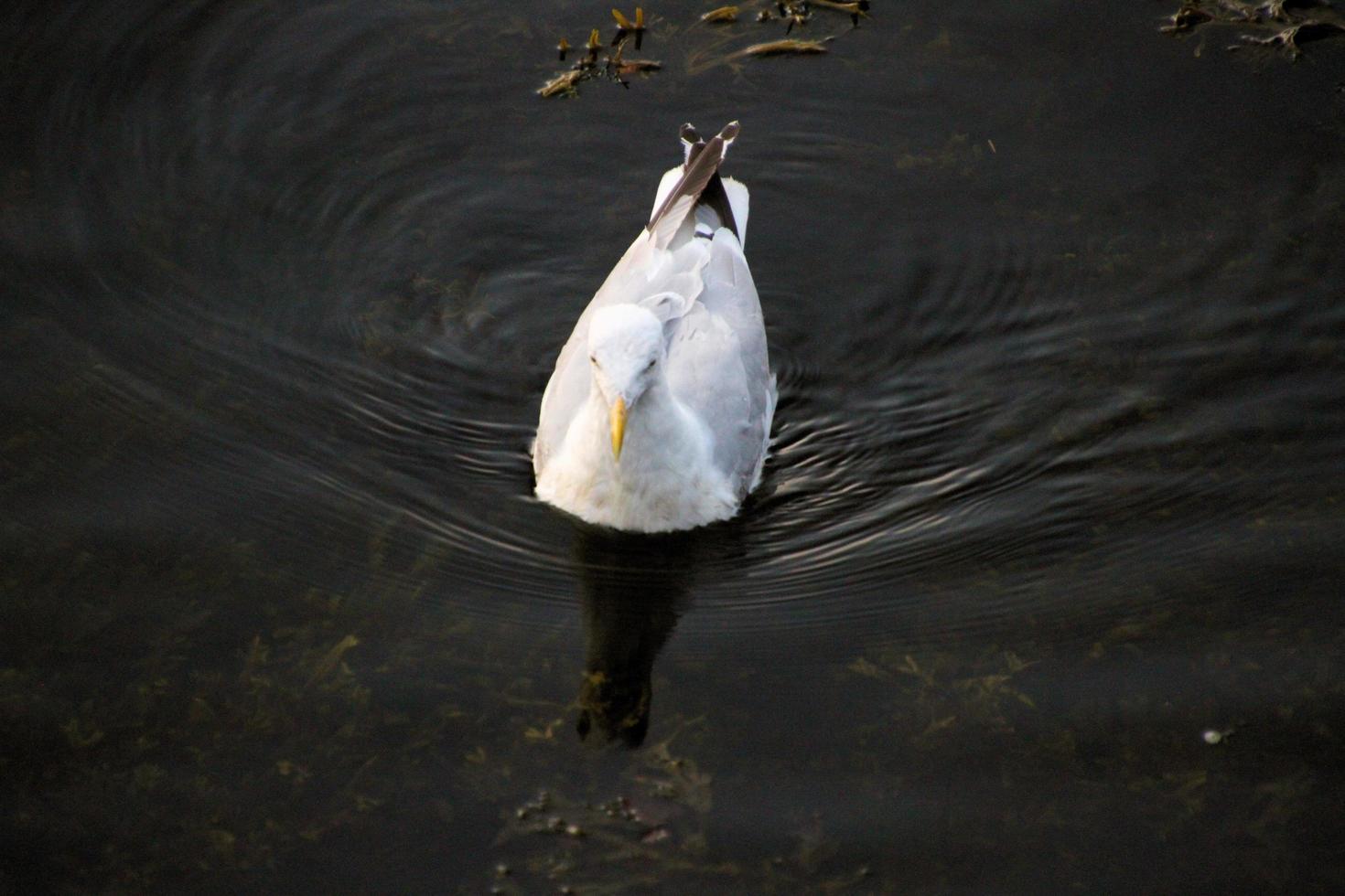 una vista de una gaviota en el agua foto