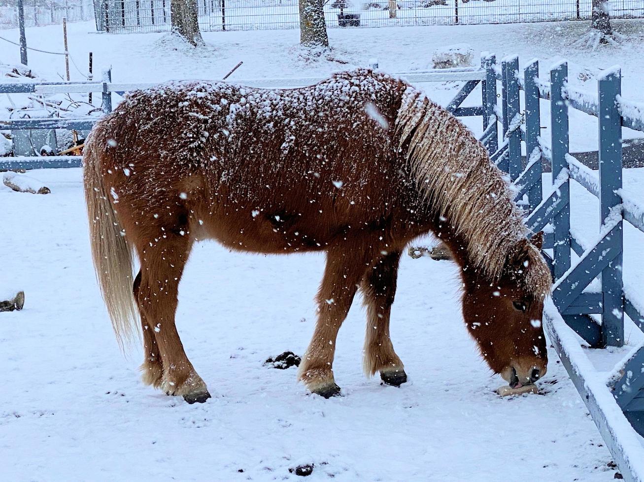 Horses in the snow in Iceland photo