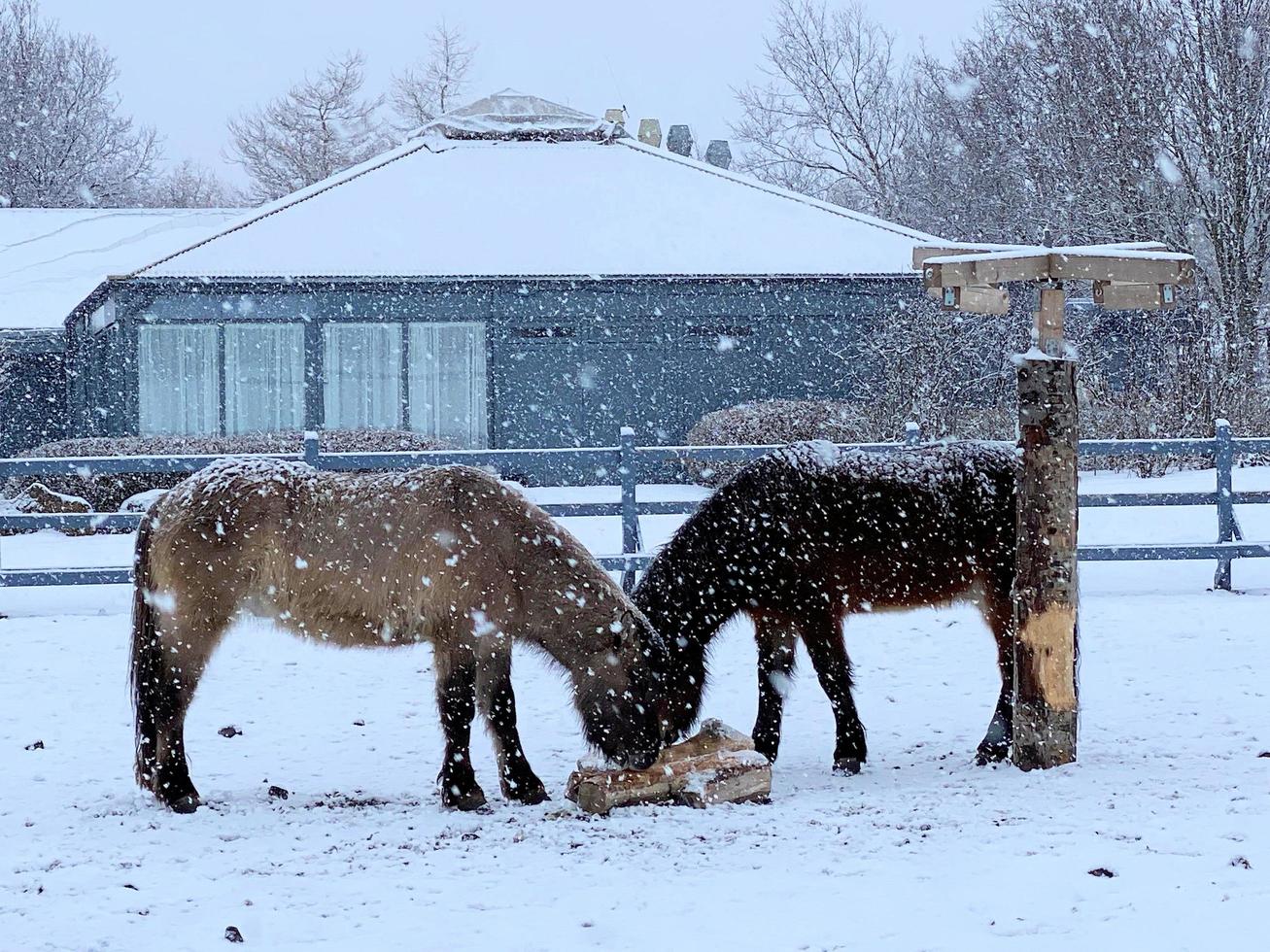 Horses in the snow in Iceland photo