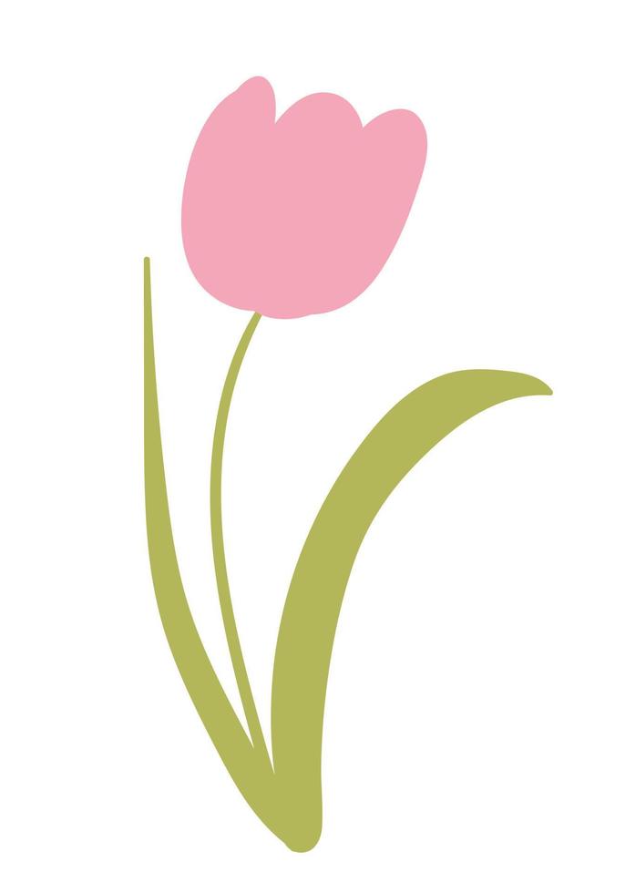 Vector tulip illustration. Pink tulip sketch. Spring holiday decor.